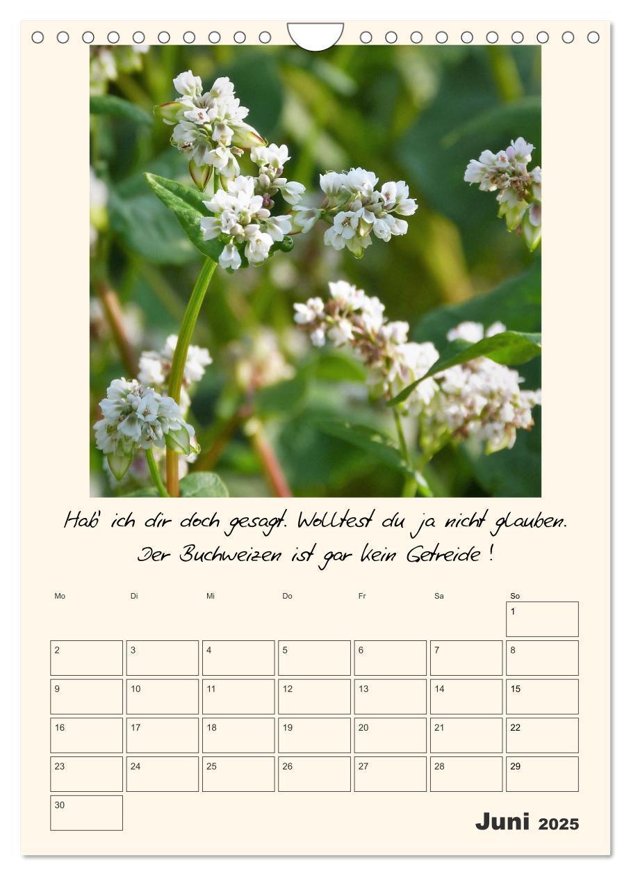 Bild: 9783435999583 | Gartengeschichten (Wandkalender 2025 DIN A4 hoch), CALVENDO...