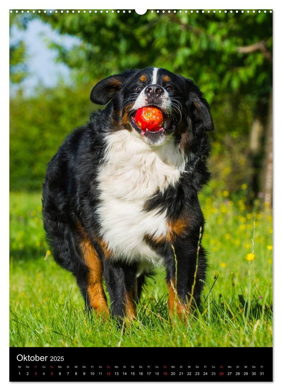 Bild: 9783457055731 | Faszination Berner Sennenhund (Wandkalender 2025 DIN A2 hoch),...