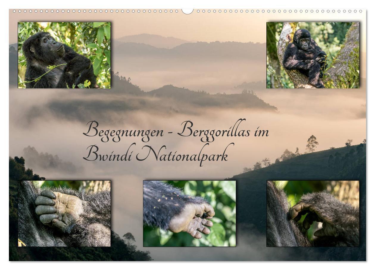 Cover: 9783383121968 | Begegnungen - Berggorillas im Bwindi Nationalpark (Wandkalender...