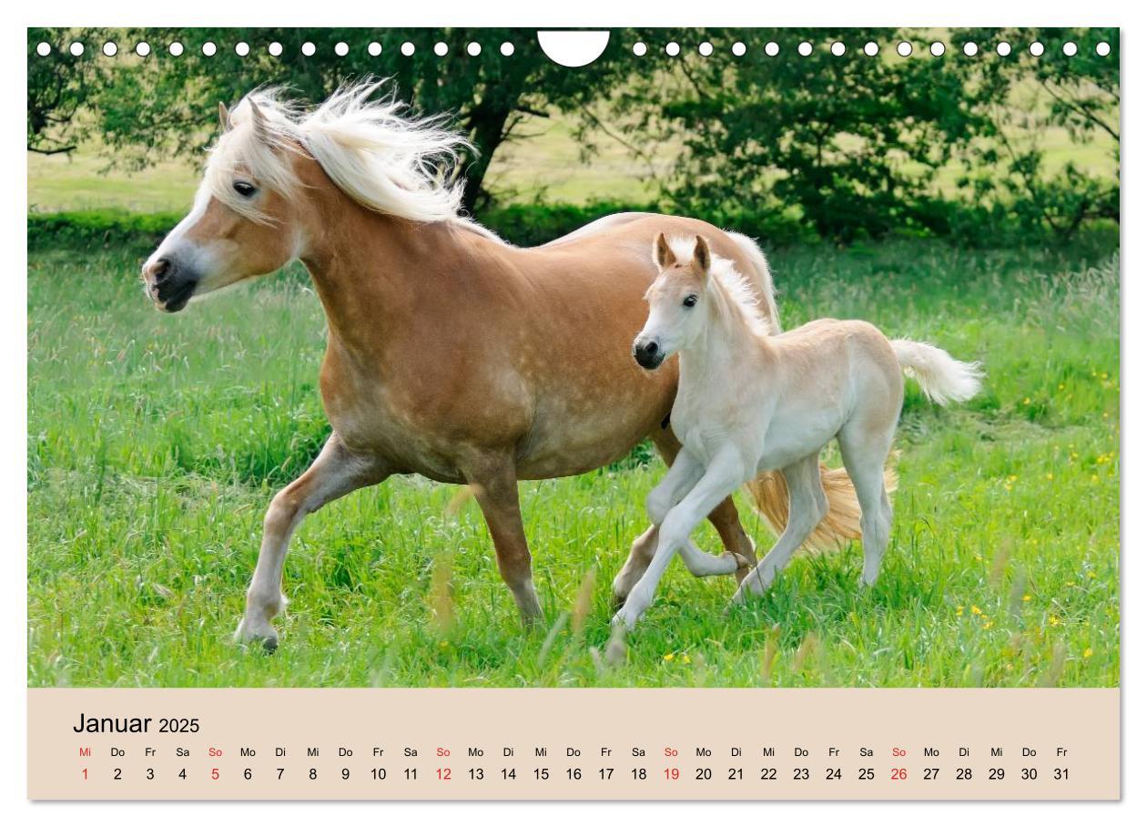 Bild: 9783435786534 | Haflinger Fohlen (Wandkalender 2025 DIN A4 quer), CALVENDO...