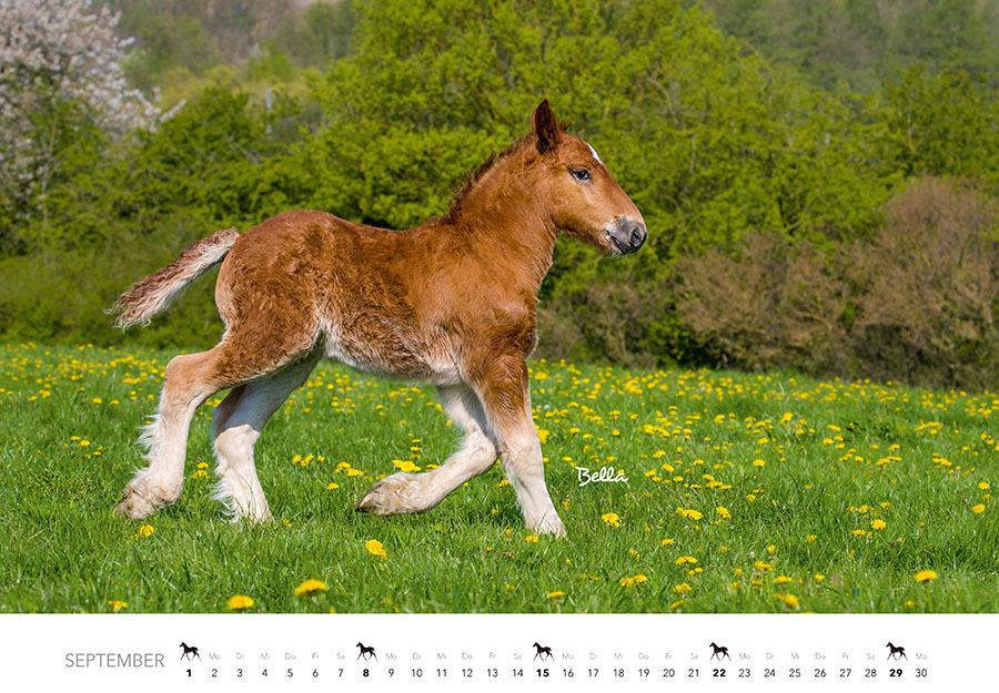 Bild: 9783966646246 | Tierkinder auf dem Bauernhof Kalender 2024 | Klein | Kalender | 14 S.
