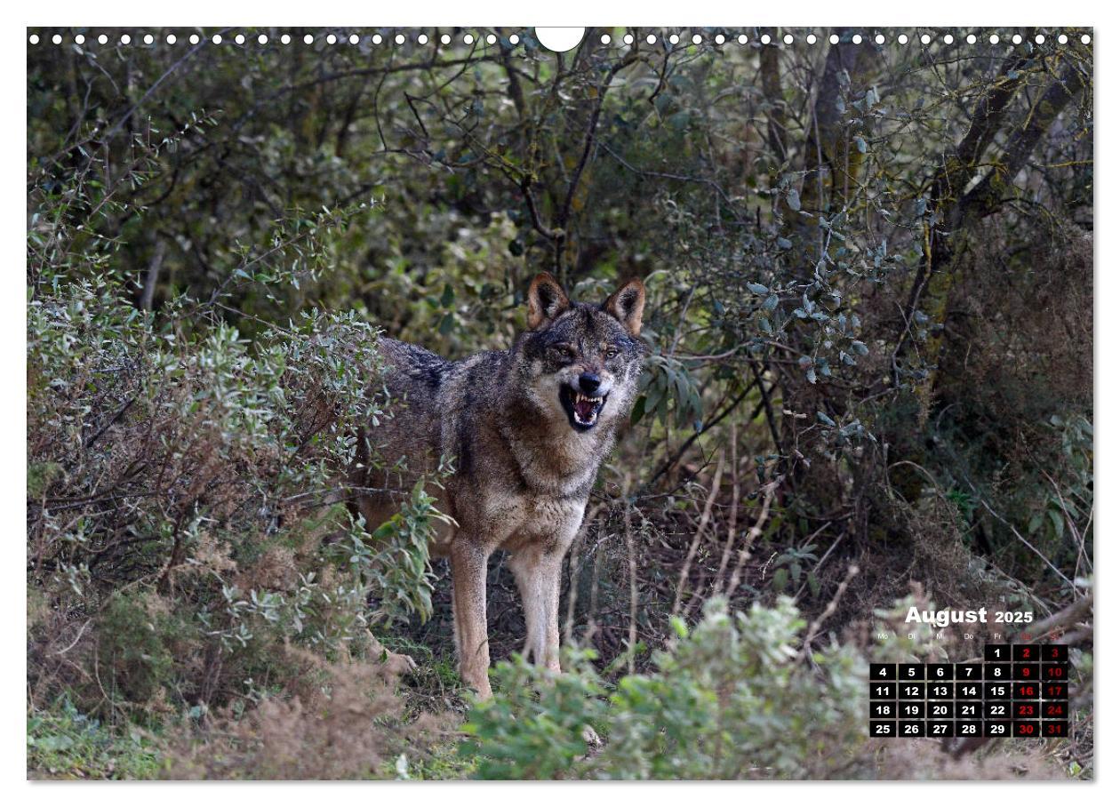 Bild: 9783435195701 | Willkommen Wolf (Wandkalender 2025 DIN A3 quer), CALVENDO...