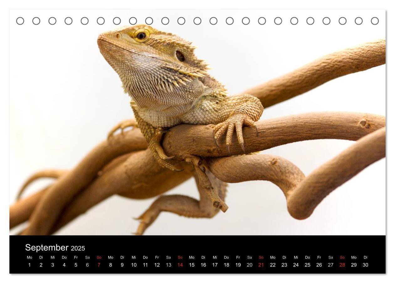 Bild: 9783435826315 | Reptilien &amp; Co. (Tischkalender 2025 DIN A5 quer), CALVENDO...