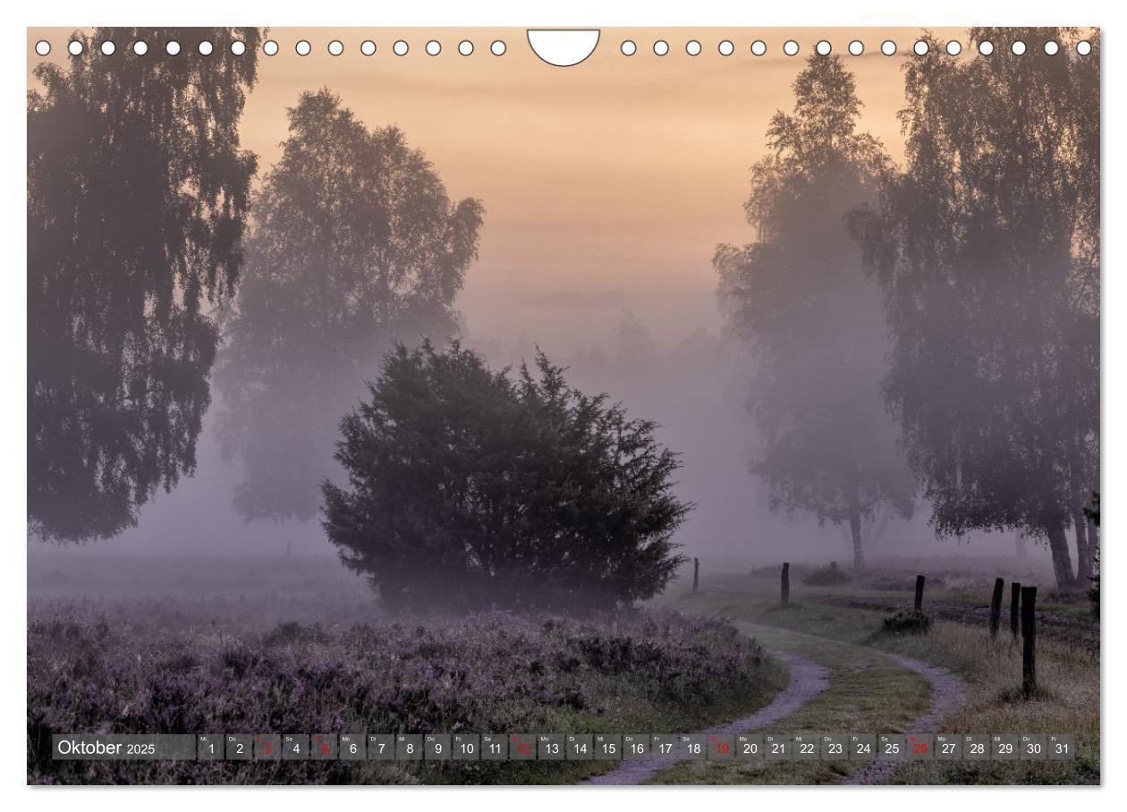 Bild: 9783383841361 | Die Lüneburger Heide - In voller Blüte (Wandkalender 2025 DIN A4...