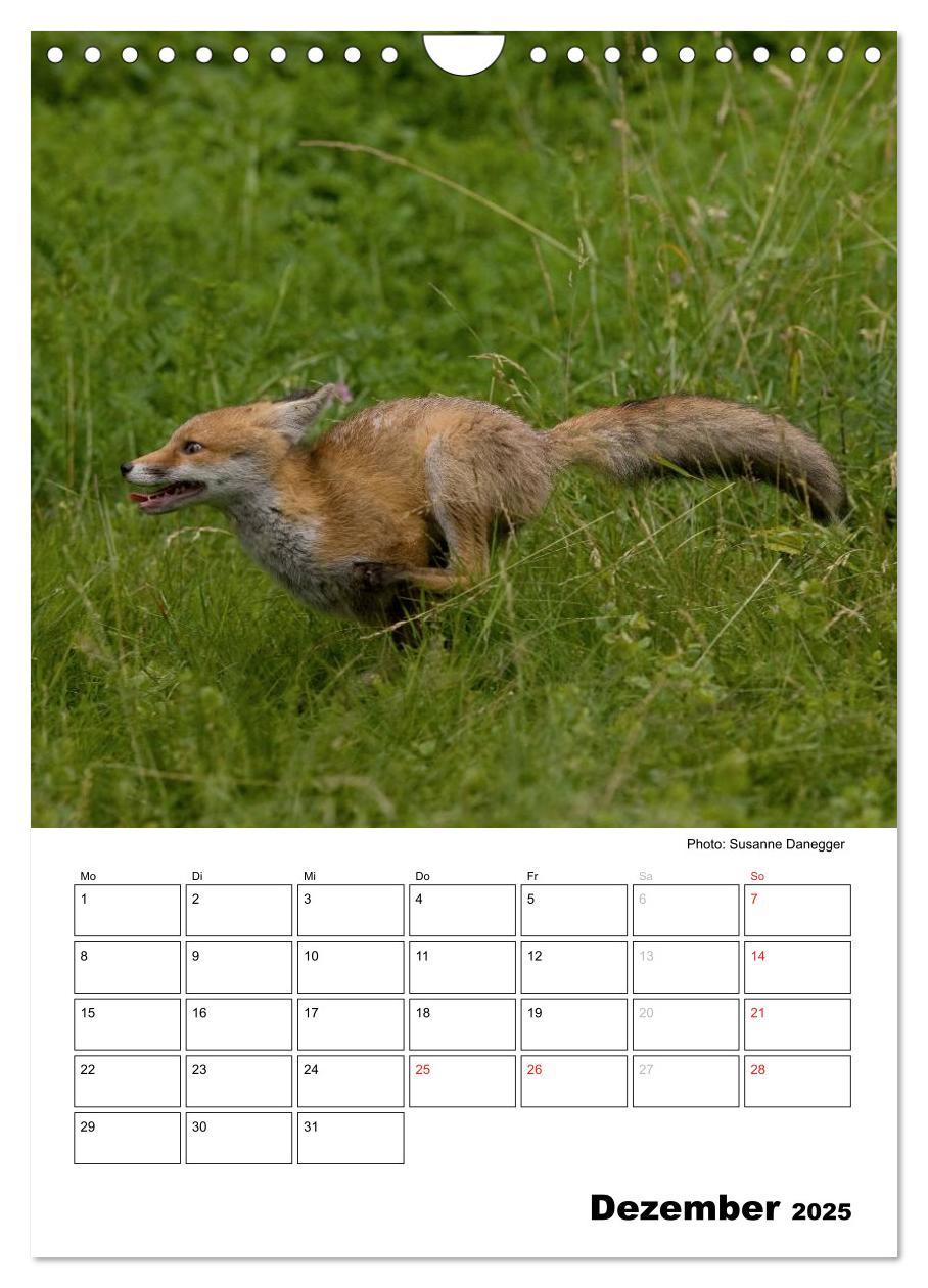 Bild: 9783457087008 | Rotfuchs - Impressionen (Wandkalender 2025 DIN A4 hoch), CALVENDO...