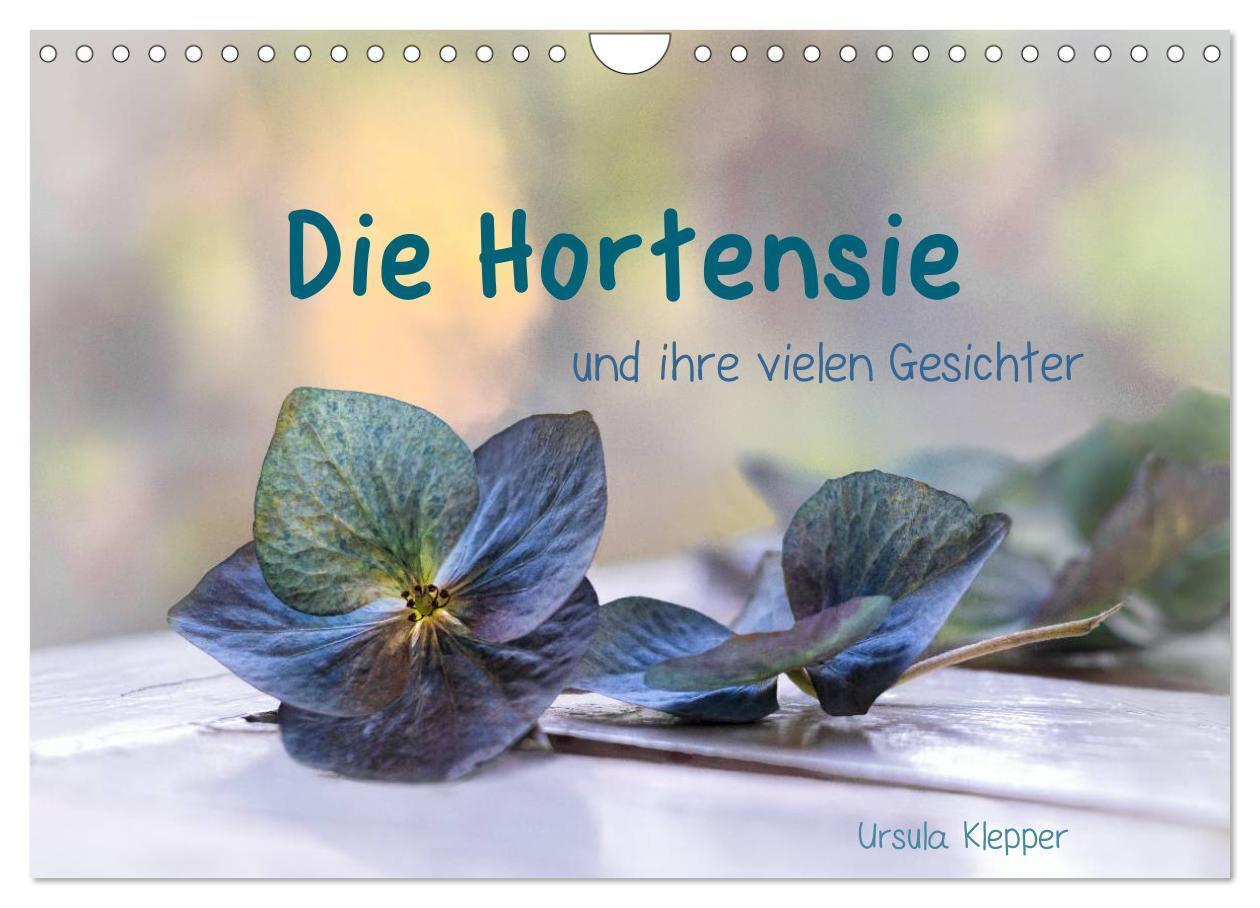 Cover: 9783383289200 | Die Hortensie und ihre vielen Gesichter (Wandkalender 2024 DIN A4...