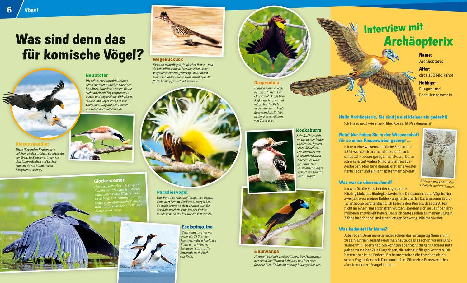 Bild: 9783788620752 | WAS IST WAS Band 40 Vögel. Akrobaten der Lüfte | Alexandra Werdes