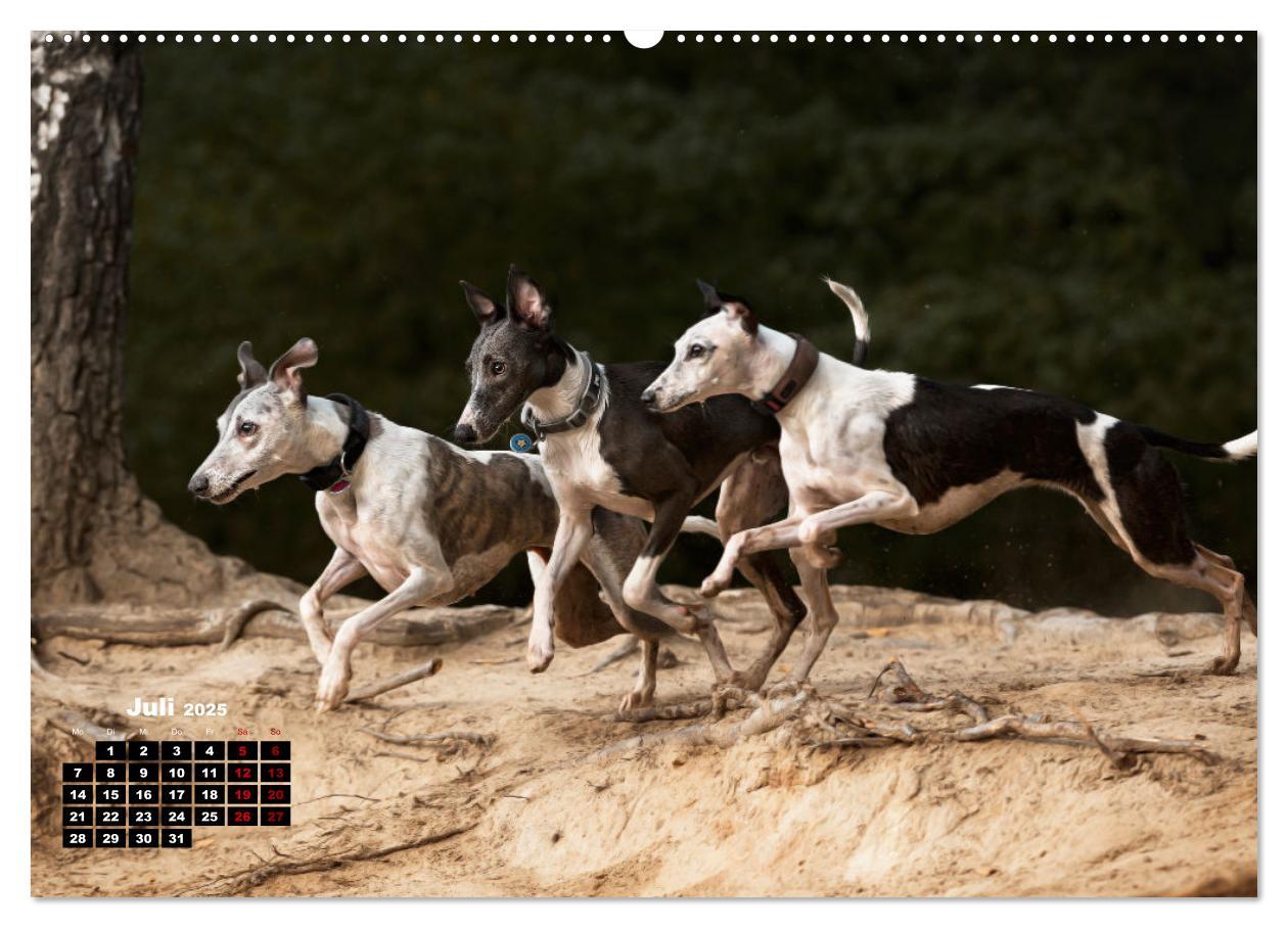 Bild: 9783383973673 | WHIPPETS - SCHNELL UND SCHÖN (Wandkalender 2025 DIN A2 quer),...