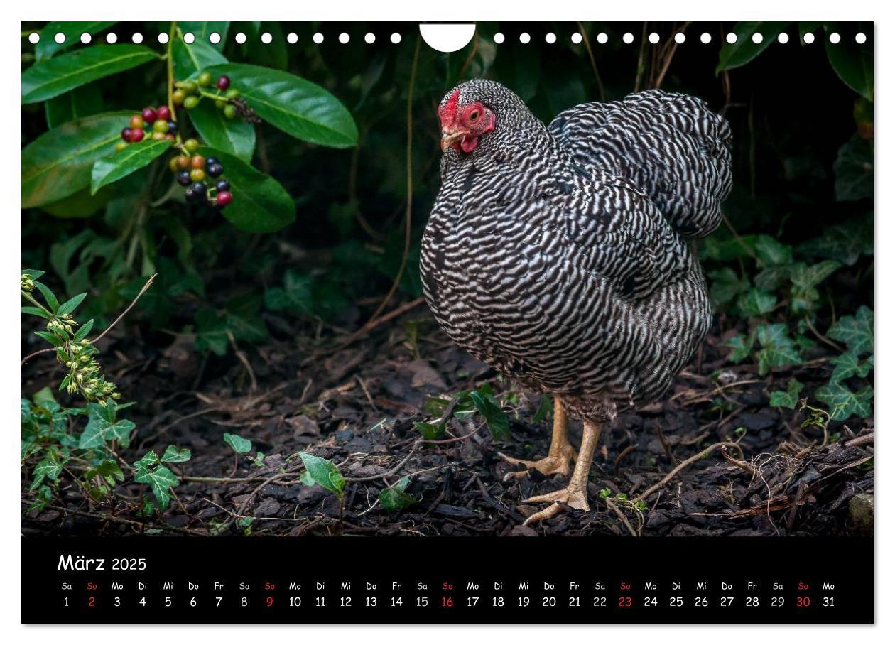 Bild: 9783435564101 | Gartenhühner (Wandkalender 2025 DIN A4 quer), CALVENDO Monatskalender