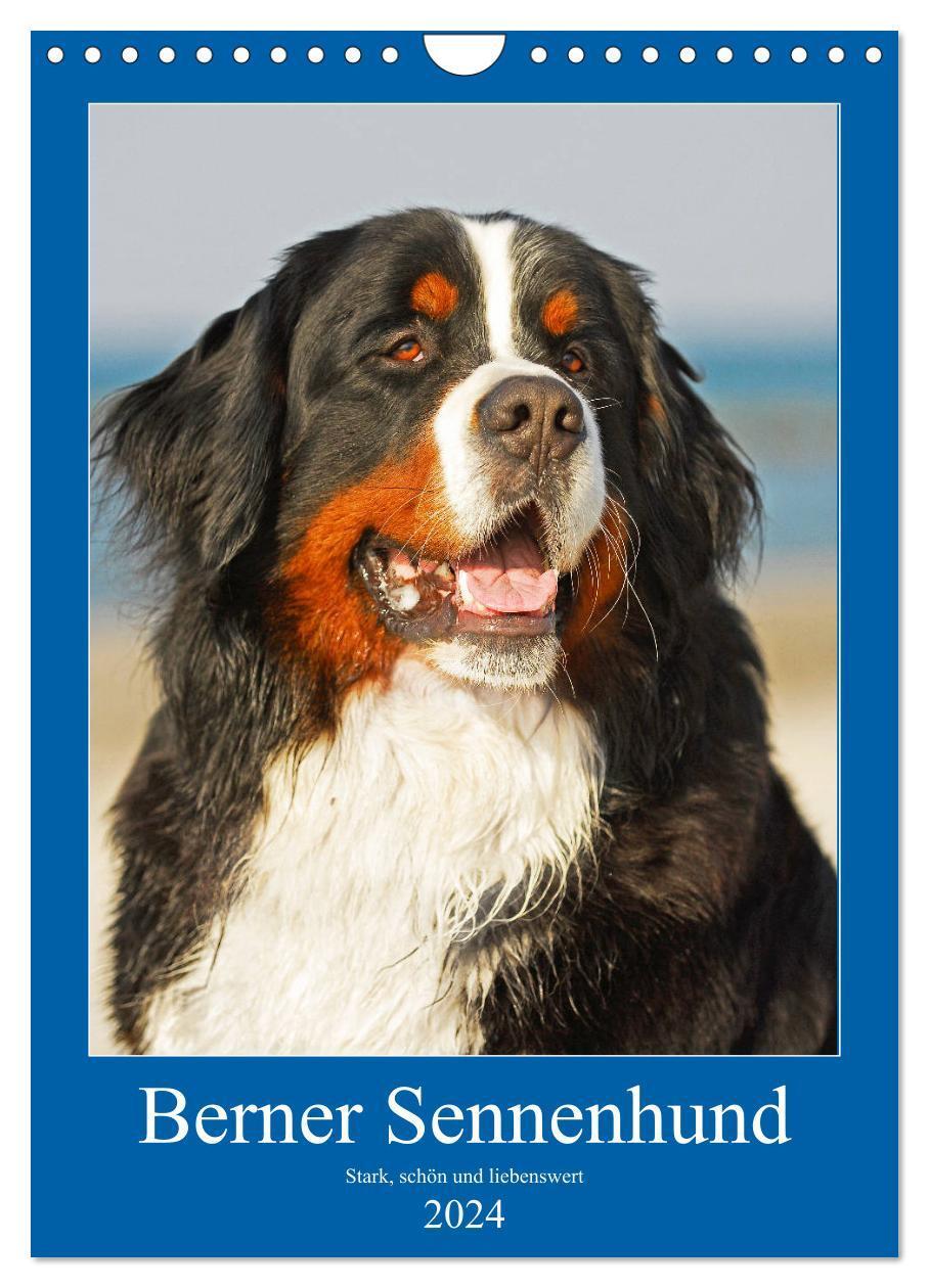 Cover: 9783675450905 | Berner Sennenhund - stark , schön und liebenswert (Wandkalender...