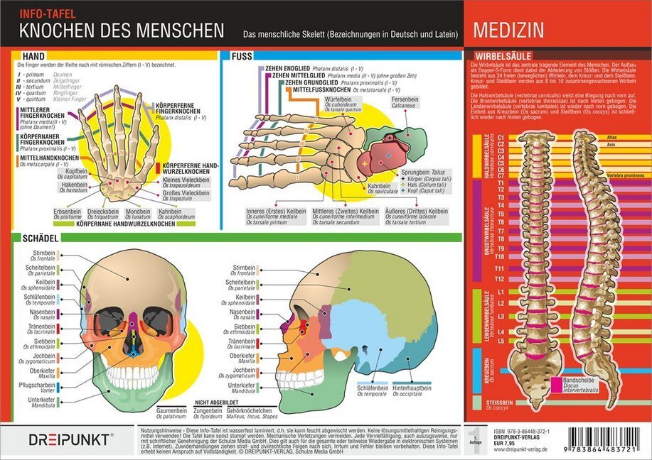 Cover: 9783864483721 | Knochen des Menschen, 1 Info-Tafel | Michael Schulze | Poster | 2016