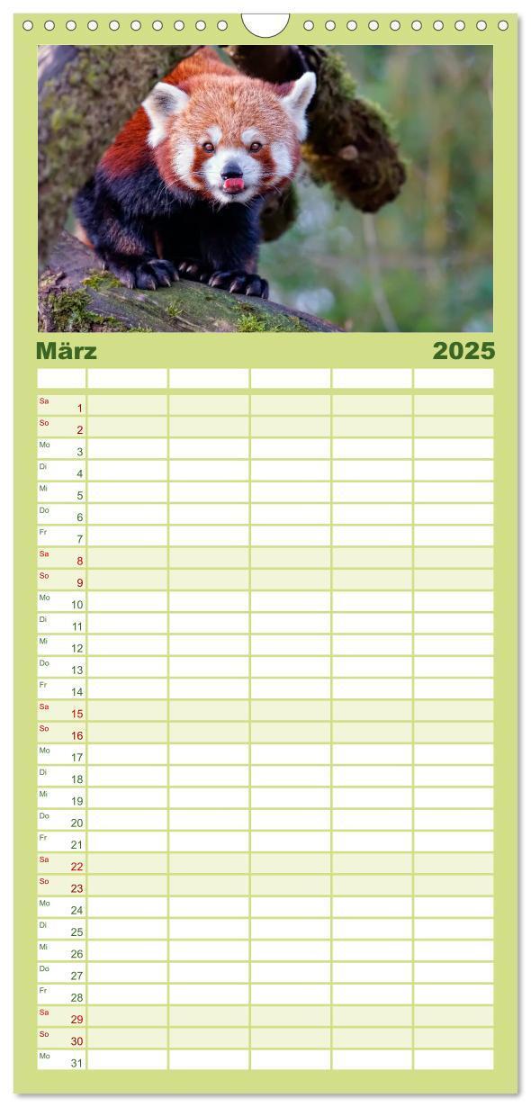 Bild: 9783457117071 | Familienplaner 2025 - Kleiner Panda mit 5 Spalten (Wandkalender, 21...