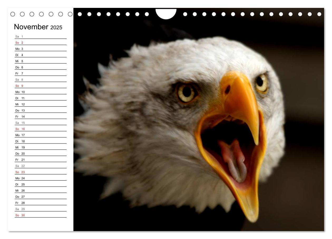 Bild: 9783435533145 | Der Weißkopfseeadler (Wandkalender 2025 DIN A4 quer), CALVENDO...