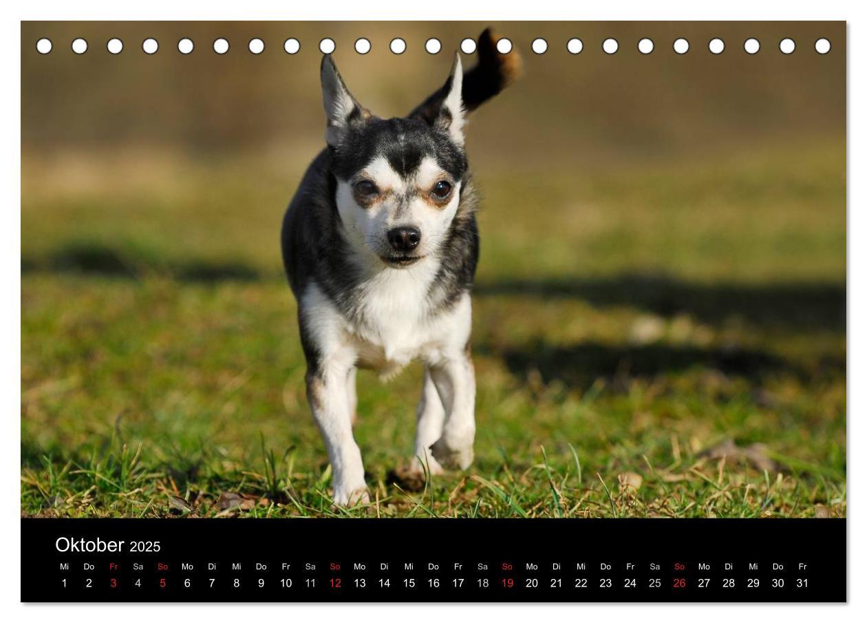 Bild: 9783435766000 | Chihuahua - Kleine Hunde ganz groß (Tischkalender 2025 DIN A5...