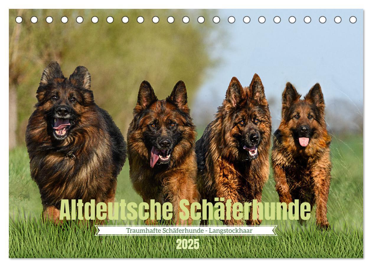 Cover: 9783383896668 | Altdeutsche Schäferhunde - Traumhafte Schäferhunde Langstockhaar...