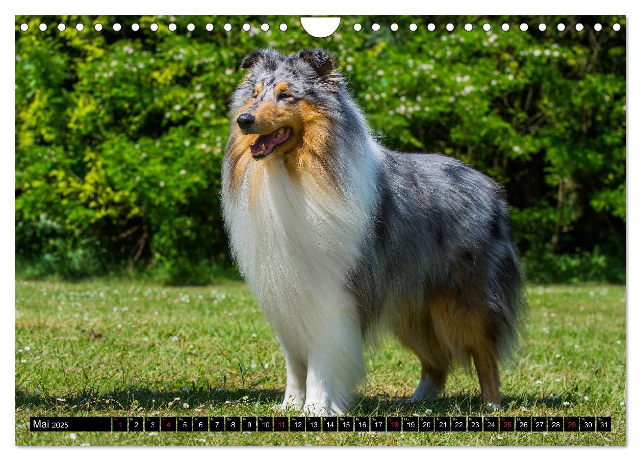 Bild: 9783435569267 | Collie - Mein bester Freund (Wandkalender 2025 DIN A4 quer),...