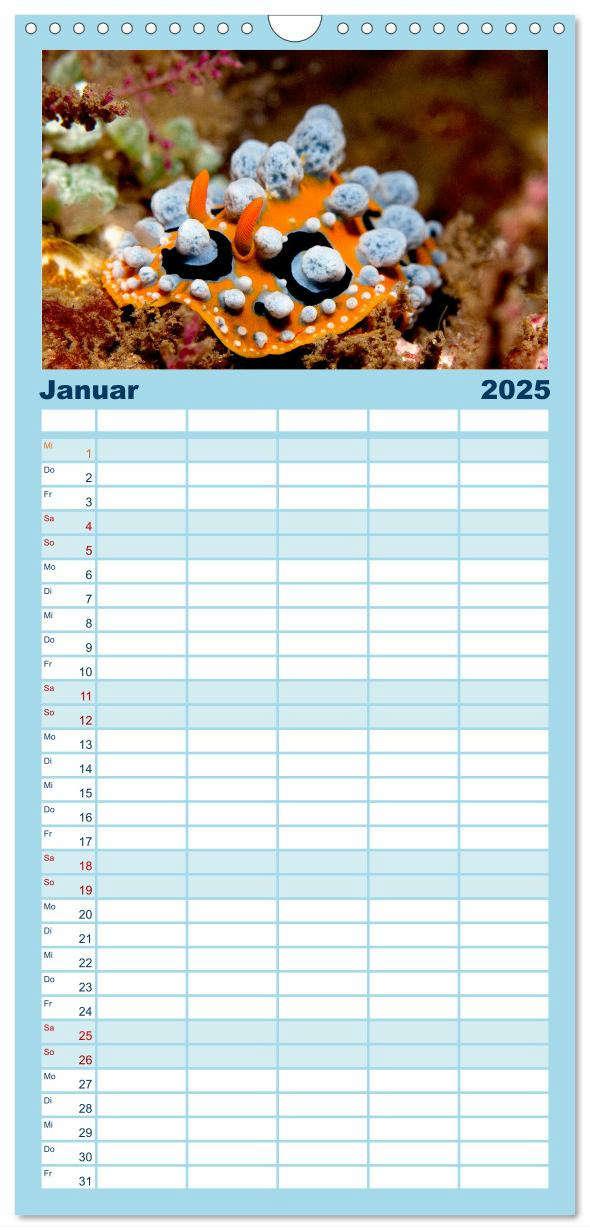 Bild: 9783457135228 | Familienplaner 2025 - Meeres-Schnecken mit 5 Spalten (Wandkalender,...