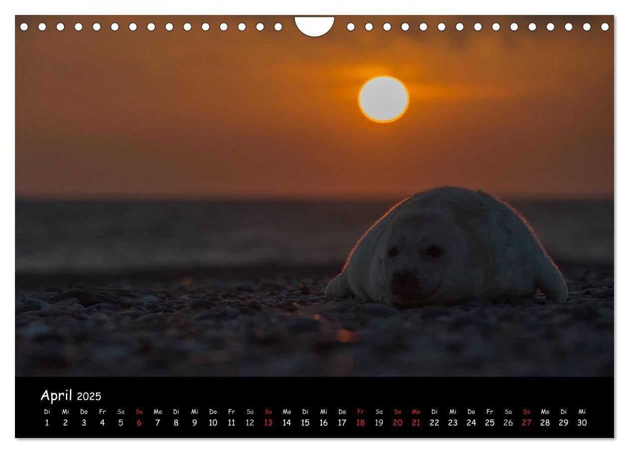 Bild: 9783435719075 | Robben auf Helgoland 2025 (Wandkalender 2025 DIN A4 quer), CALVENDO...