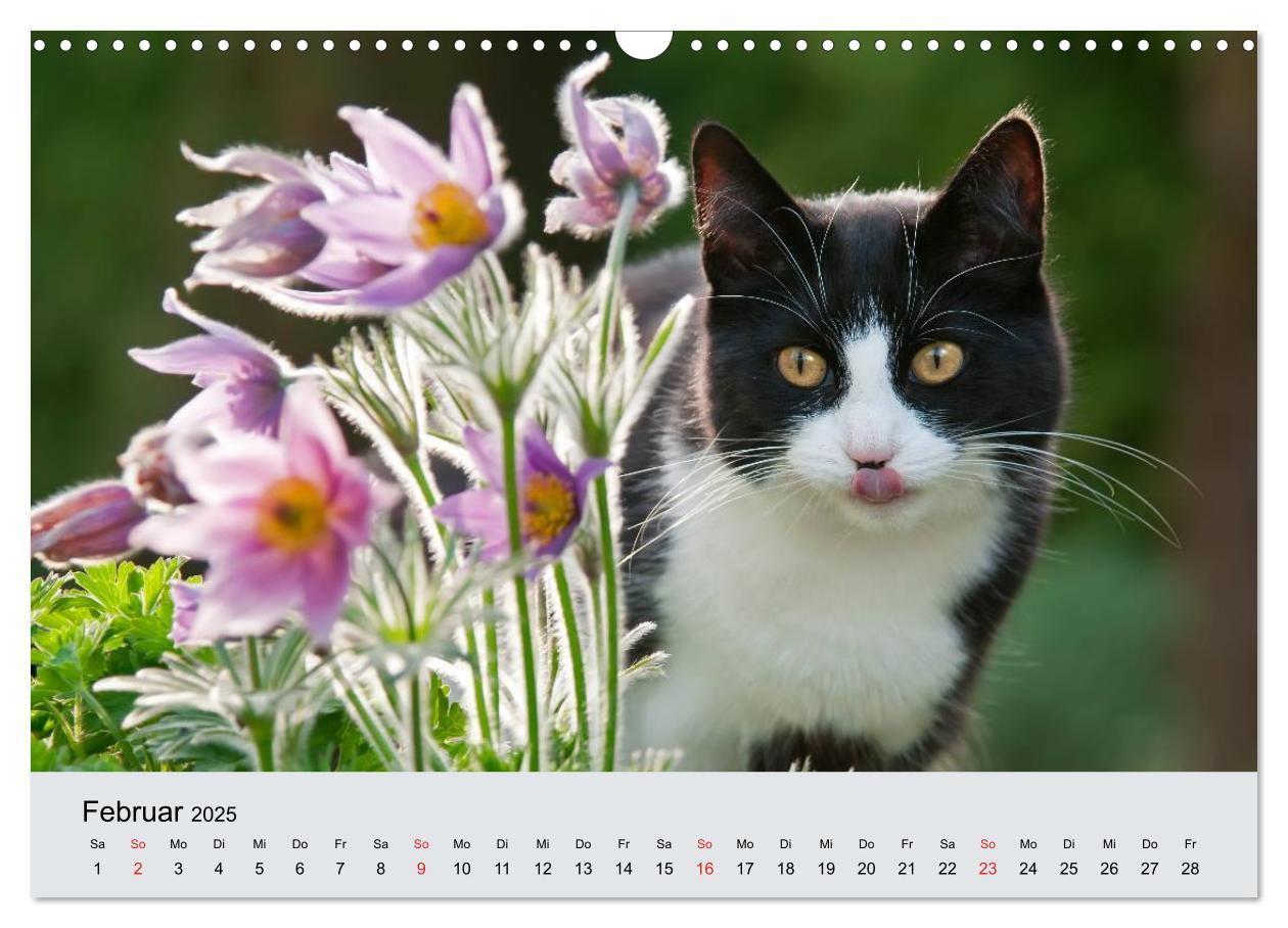 Bild: 9783435823284 | Katzen im Garten (Wandkalender 2025 DIN A3 quer), CALVENDO...