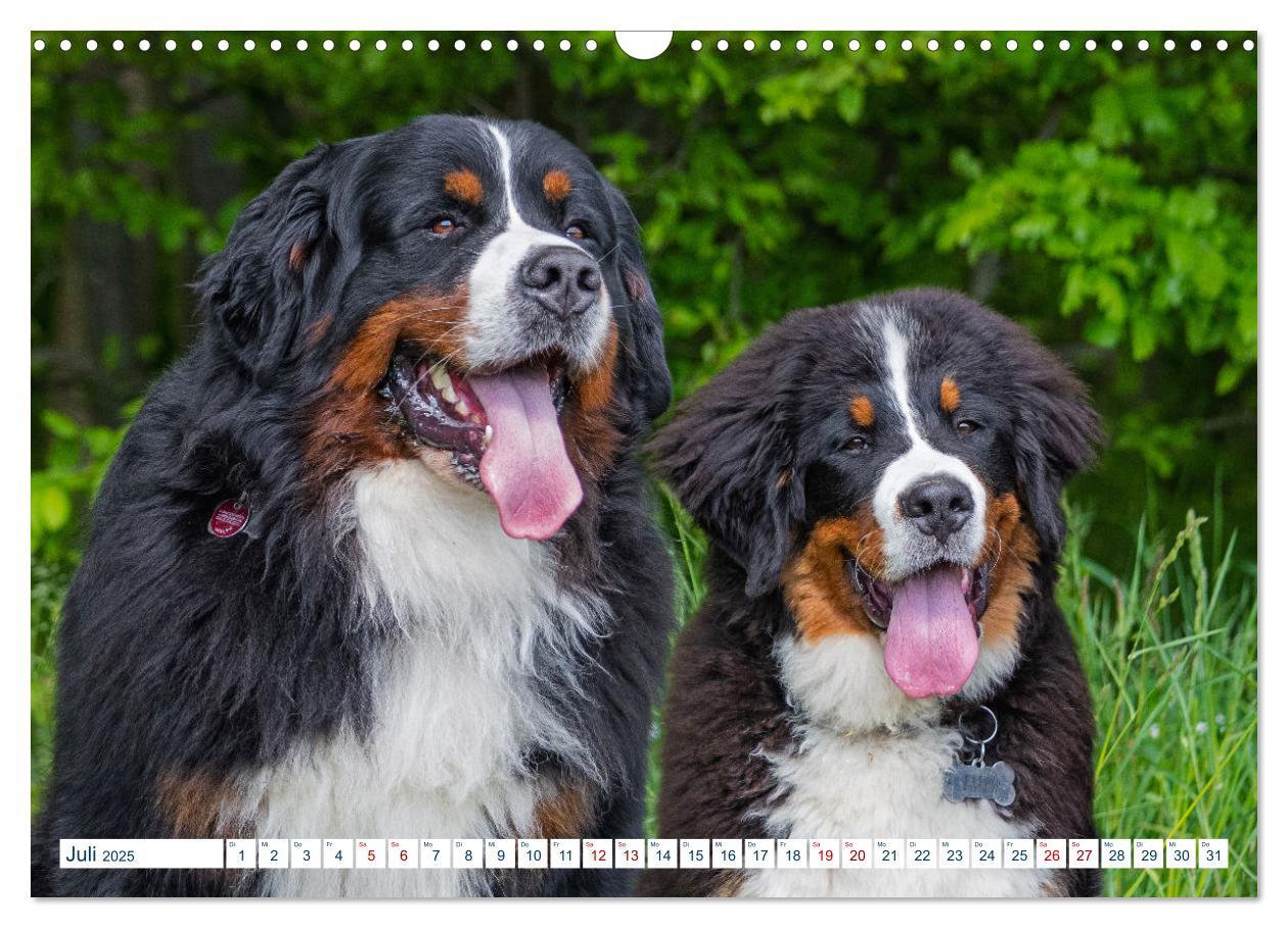 Bild: 9783435050079 | Berner Sennenhund - Ein Traum auf vier Pfoten (Wandkalender 2025...