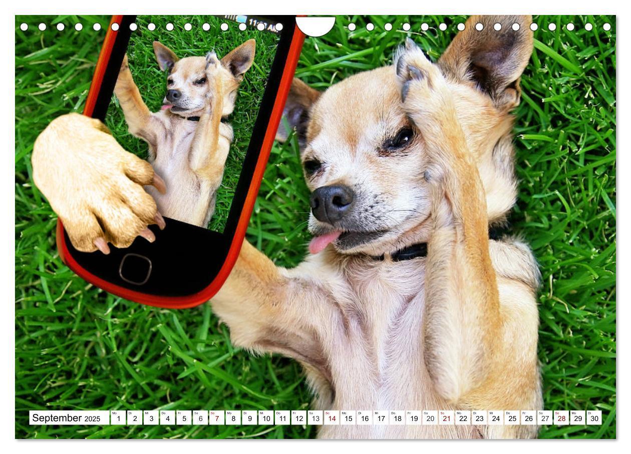 Bild: 9783435422029 | Lustige Tier-Selfies. Tierische Selbstportraits (Wandkalender 2025...