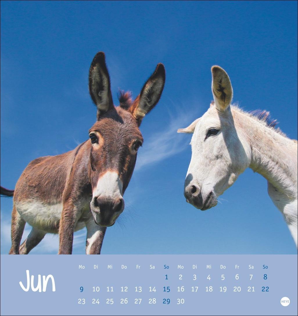 Bild: 9783756407149 | Esel Postkartenkalender 2025 - Von wegen sturer Esel | Heye | Kalender