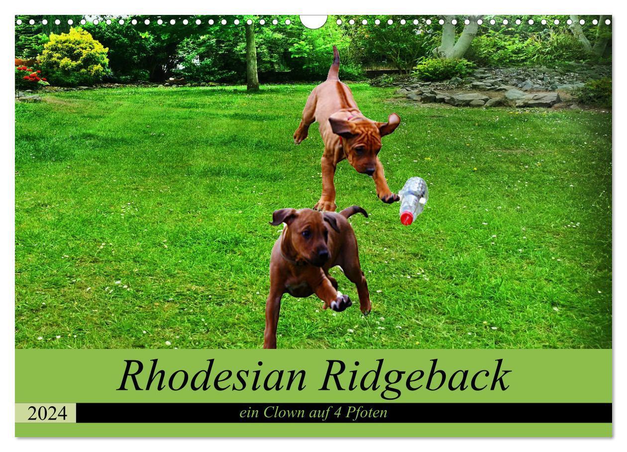 Cover: 9783675523999 | Rhodesian Ridgeback ein Clown auf 4 Pfoten (Wandkalender 2024 DIN...