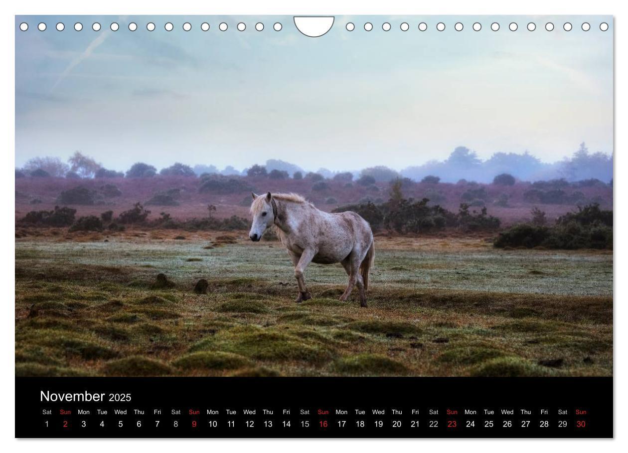 Bild: 9781325951833 | New Forest Hampshire (Wall Calendar 2025 DIN A4 landscape),...