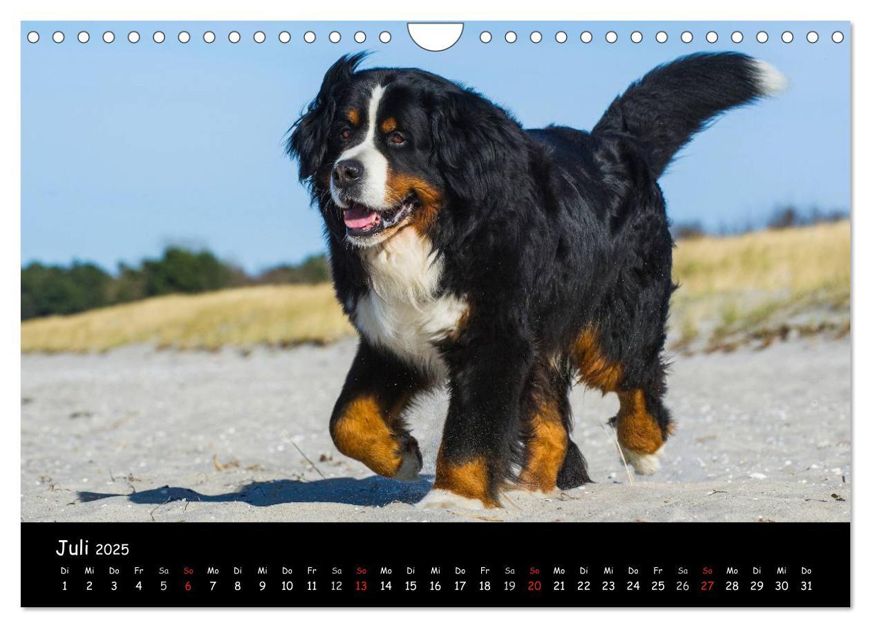 Bild: 9783435770861 | Berner Sennenhund 2025 (Wandkalender 2025 DIN A4 quer), CALVENDO...