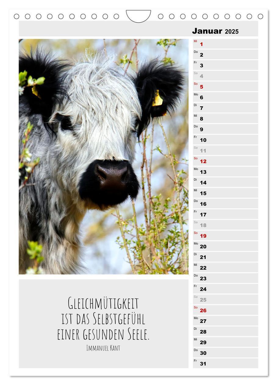 Bild: 9783435894338 | Coole Rindviecher (Wandkalender 2025 DIN A4 hoch), CALVENDO...