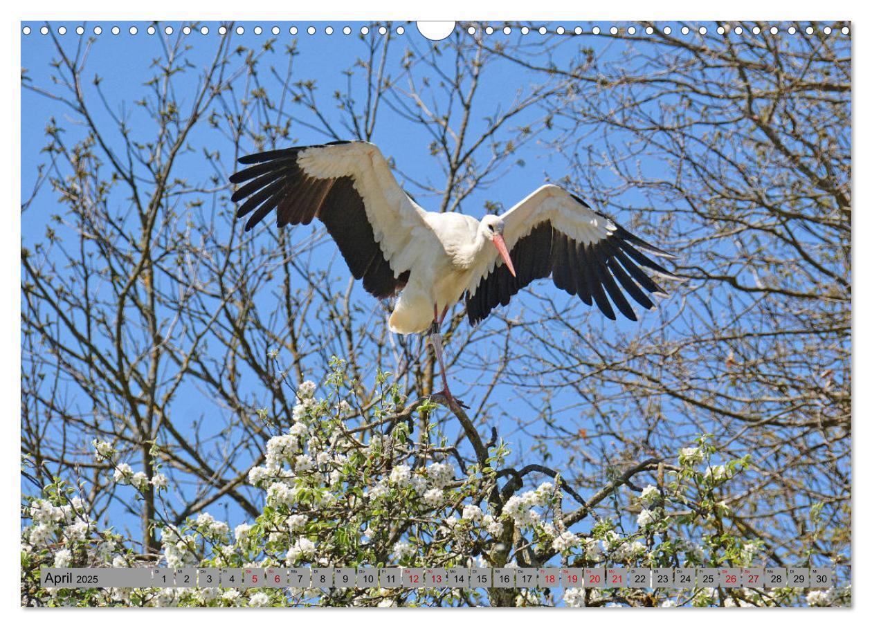 Bild: 9783435145348 | Zu Gast bei Familie Storch (Wandkalender 2025 DIN A3 quer),...