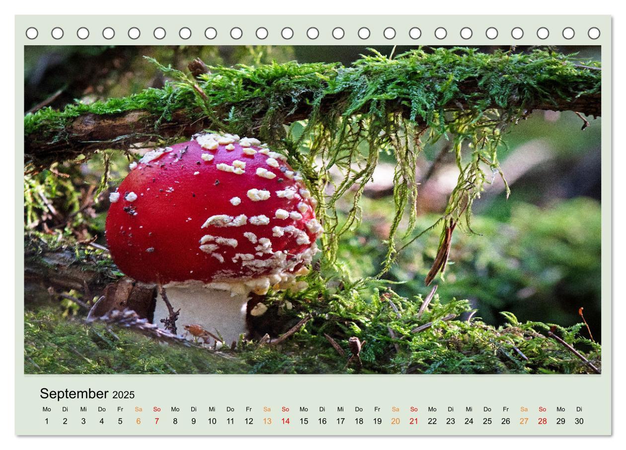 Bild: 9783383921834 | Im Fliegenpilz Rausch (Tischkalender 2025 DIN A5 quer), CALVENDO...