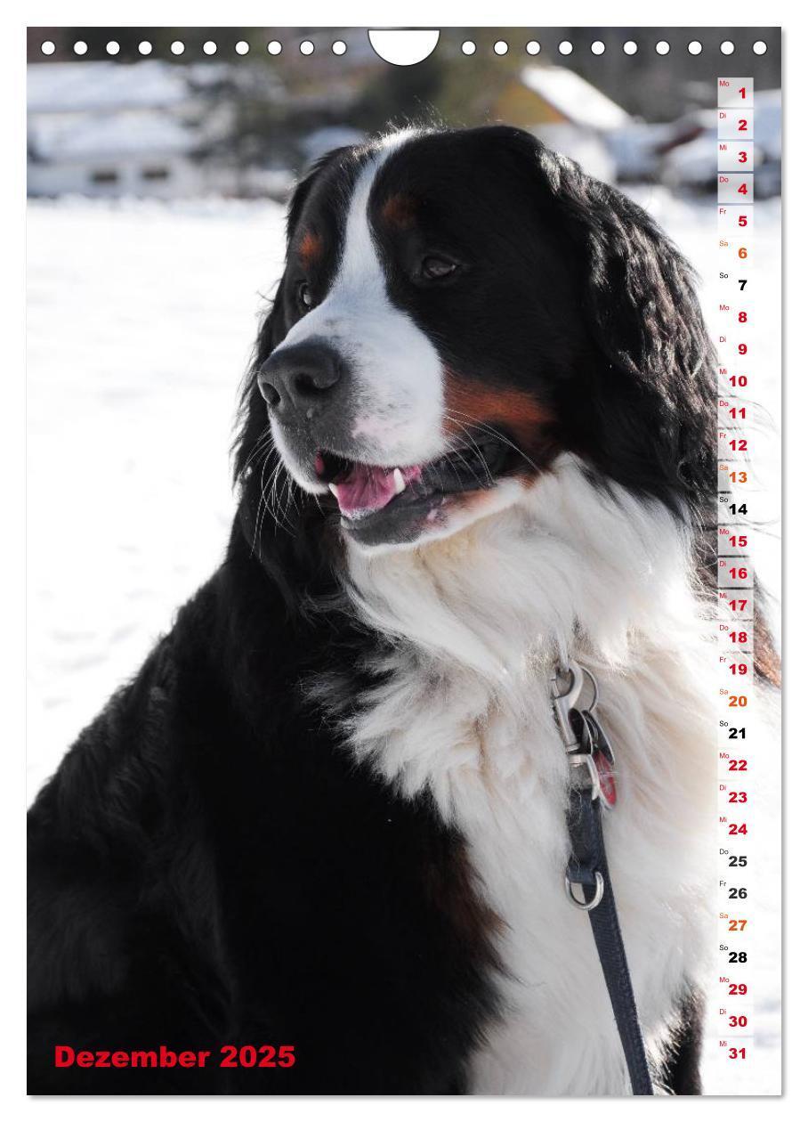 Bild: 9783457032602 | BÄR - Der Berner Sennenhund (Wandkalender 2025 DIN A4 hoch),...