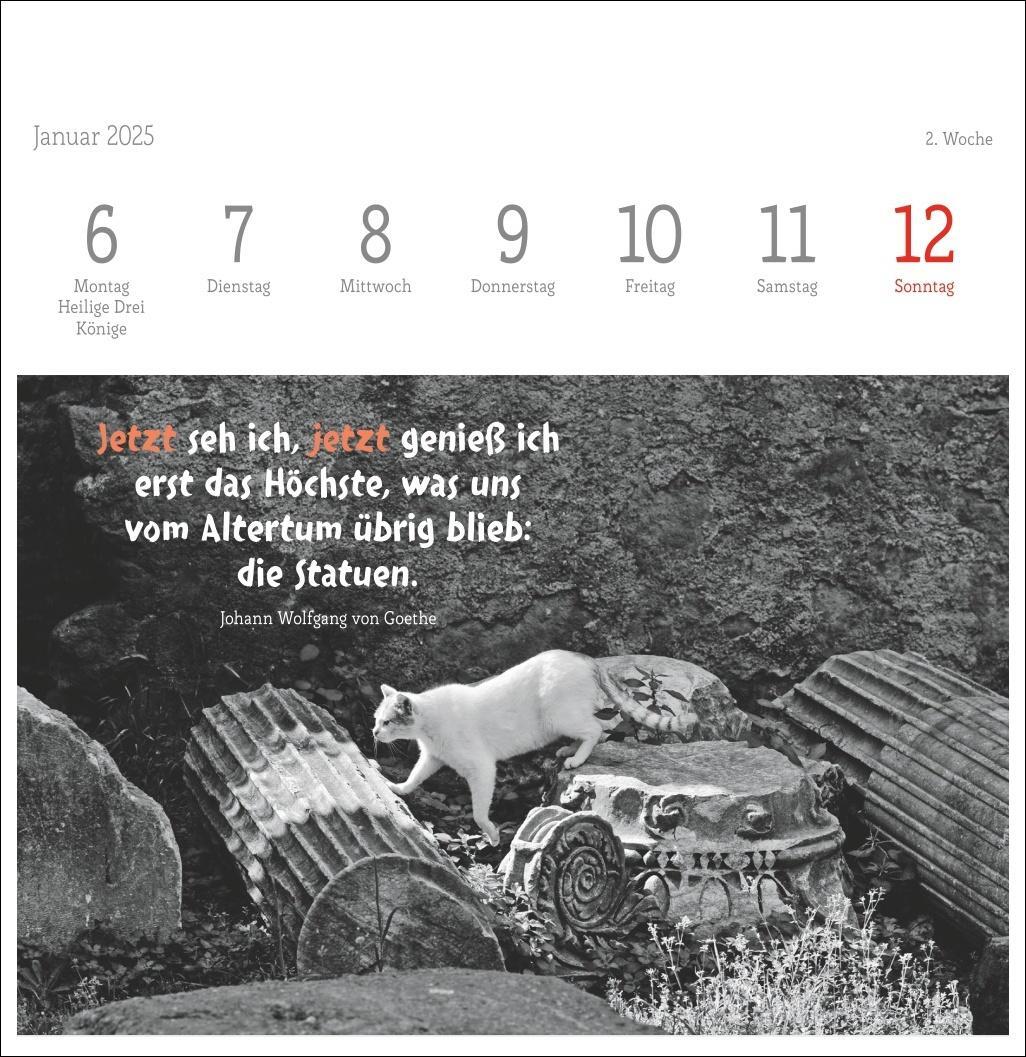 Bild: 9783756408160 | Monika Wegler: Katzen Weisheiten Premium-Postkartenkalender 2025