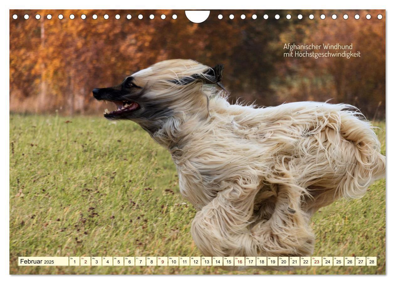 Bild: 9783457162057 | Windhunde im Portrait (Wandkalender 2025 DIN A4 quer), CALVENDO...