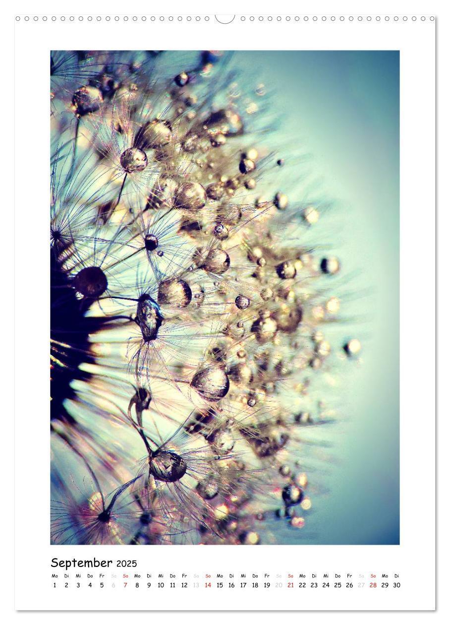 Bild: 9783457054253 | Die Pusteblume neu erleben (Wandkalender 2025 DIN A2 hoch),...