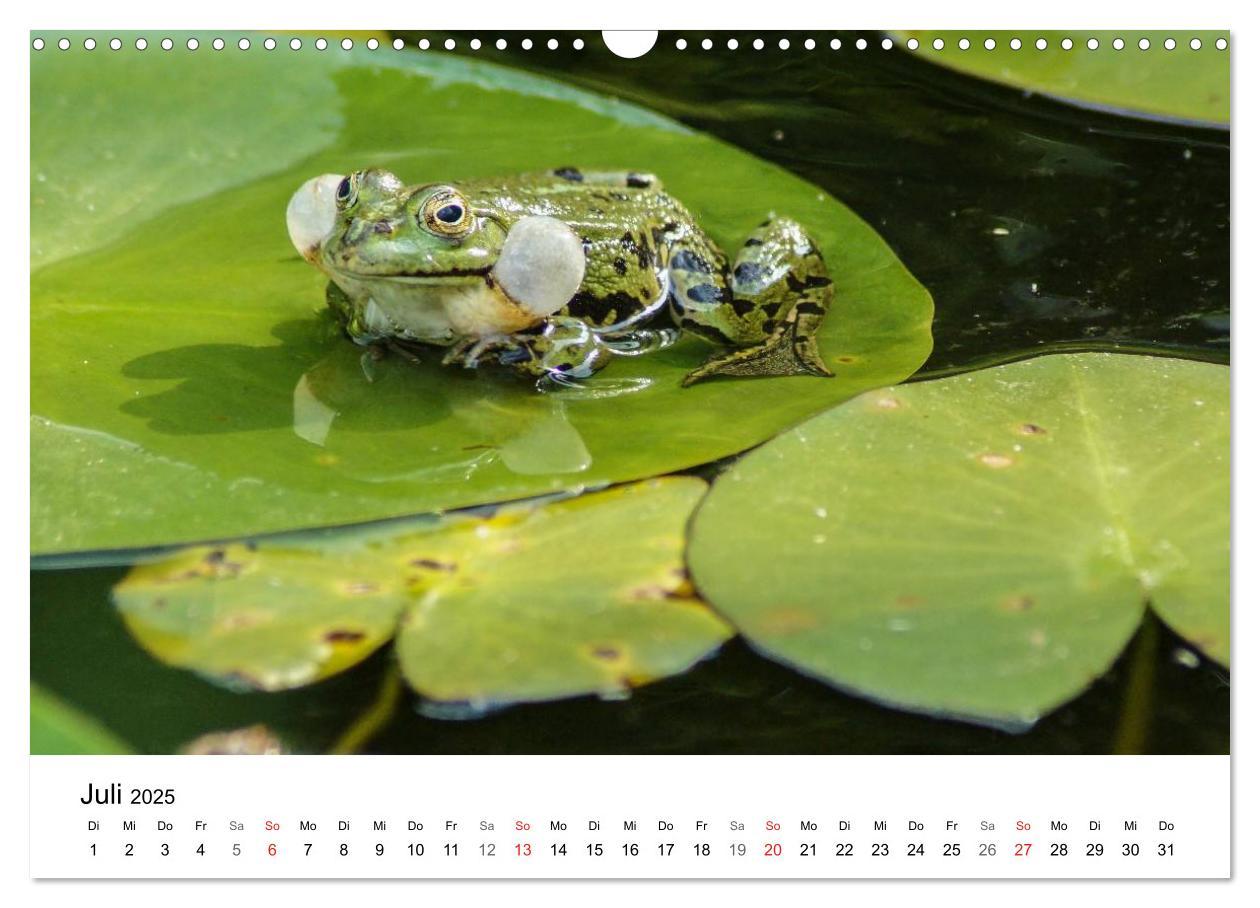 Bild: 9783435466269 | Paradies Naturgarten (Wandkalender 2025 DIN A3 quer), CALVENDO...