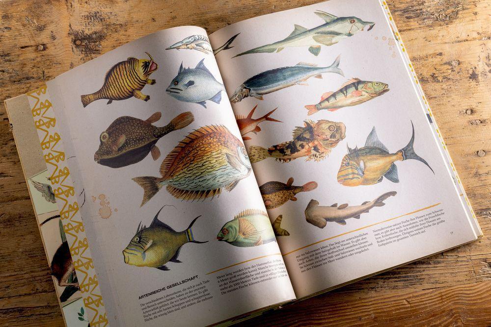 Bild: 9783649643777 | Die wunderbare Welt der Zoologie | Eine illustrierte Naturkunde | Buch