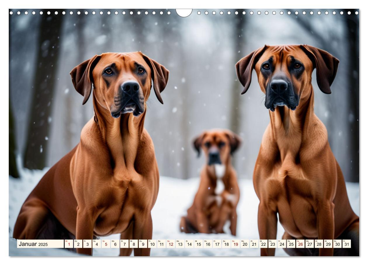 Bild: 9783457146064 | Rhodesian Ridgeback - Athlet mit Rückenkamm (Wandkalender 2025 DIN...