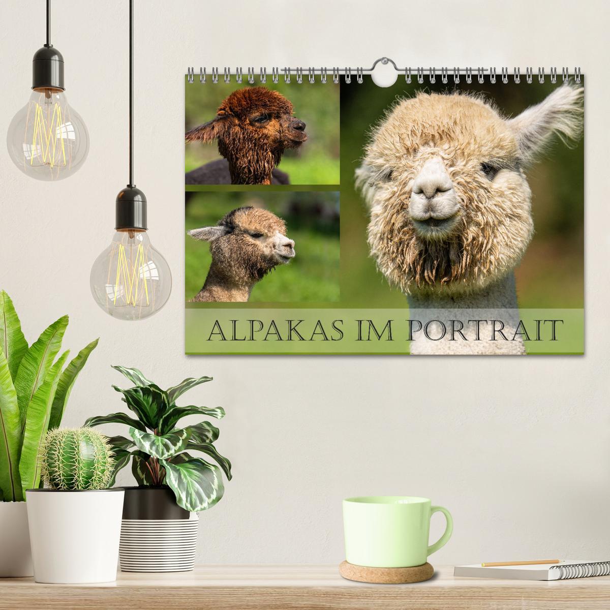 Bild: 9783383844096 | Alpakas im Portrait (Wandkalender 2025 DIN A4 quer), CALVENDO...