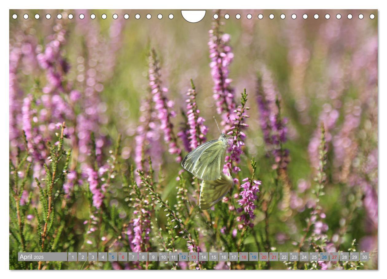 Bild: 9783435458776 | Lüneburger Heide - Faszinierend schön (Wandkalender 2025 DIN A4...