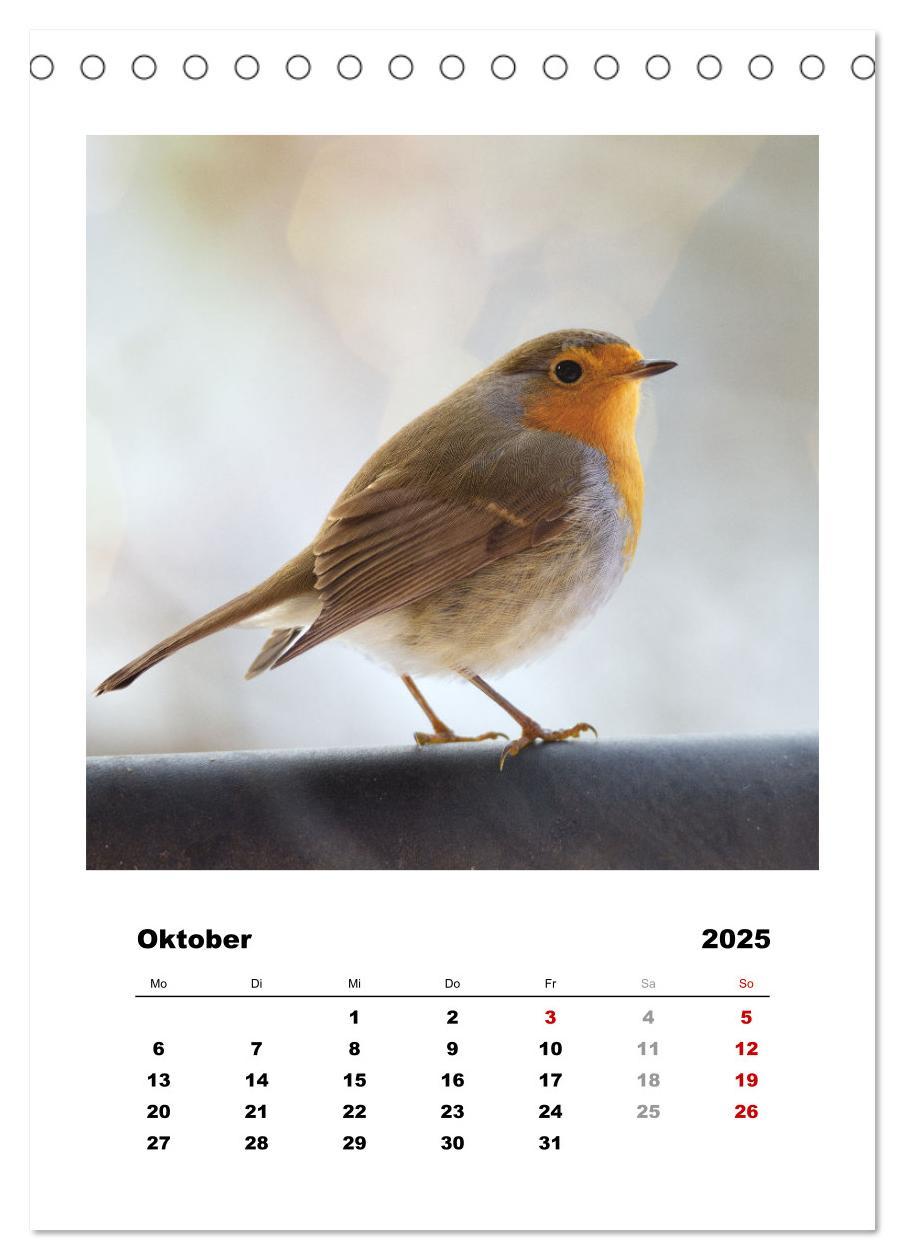 Bild: 9783435916948 | Rotkehlchen, süße kleine Knutschkugeln (Tischkalender 2025 DIN A5...