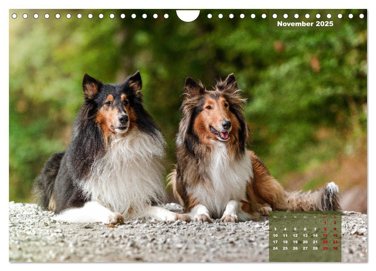 Bild: 9783435110919 | Typisch Collie (Wandkalender 2025 DIN A4 quer), CALVENDO...