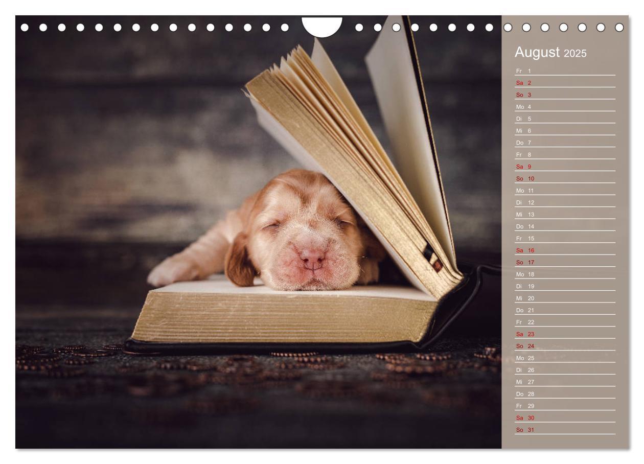 Bild: 9783435330980 | Englische Cocker Spaniel Welpen (Wandkalender 2025 DIN A4 quer),...