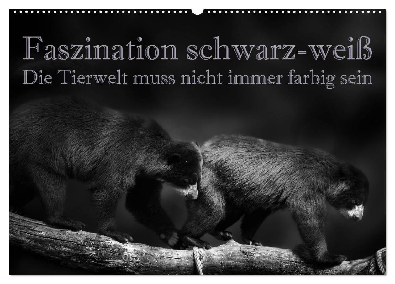 Cover: 9783675754492 | Faszination schwarz-weiß - Die Tierwelt muss nicht immer farbig...