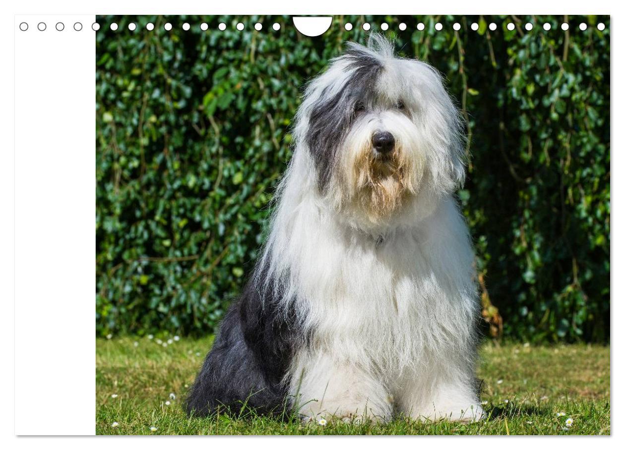 Bild: 9783435545902 | Traumhund Bobtail (Wandkalender 2025 DIN A4 quer), CALVENDO...