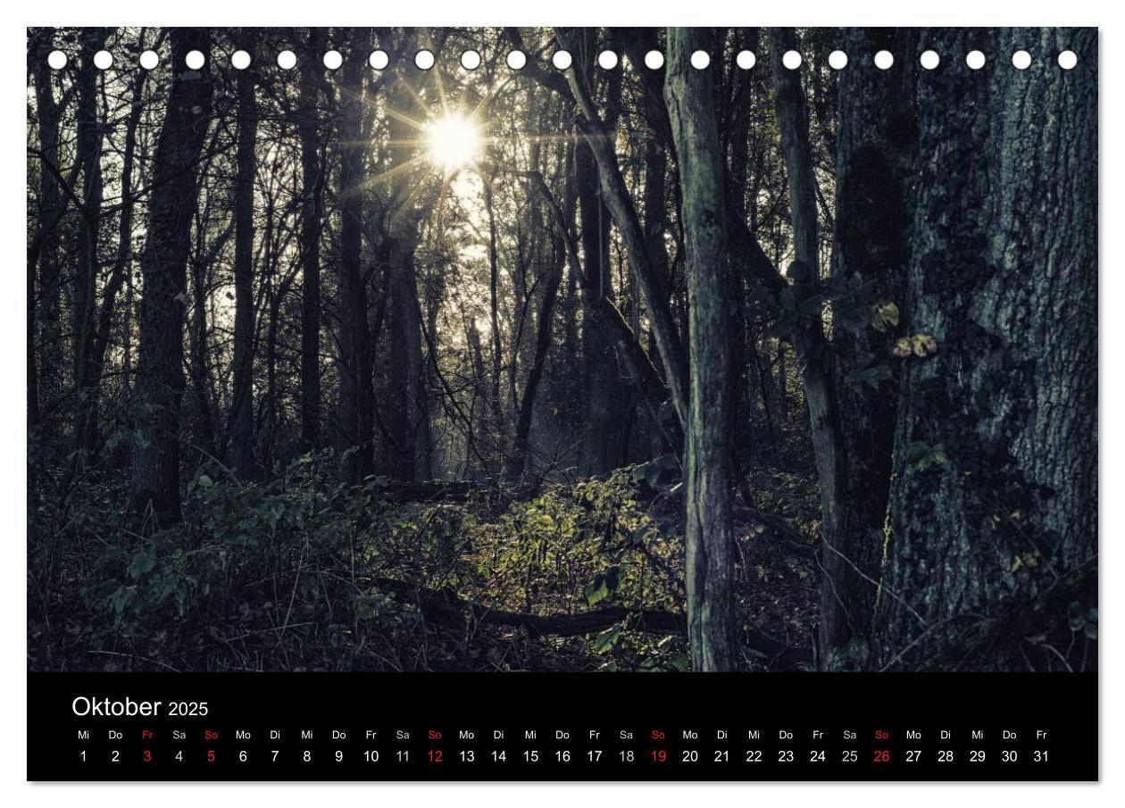 Bild: 9783435500307 | Mystische Wälder (Tischkalender 2025 DIN A5 quer), CALVENDO...