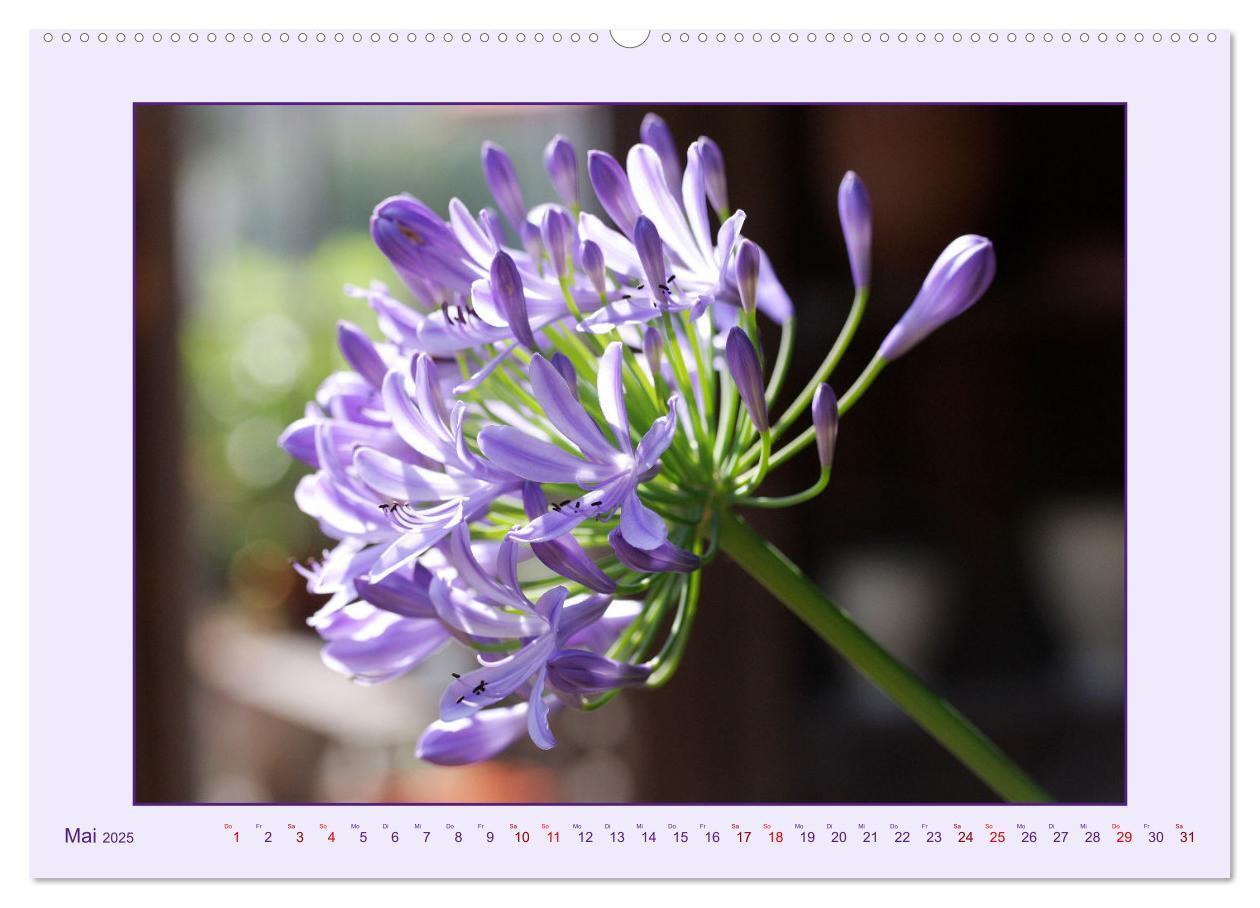 Bild: 9783435030682 | Schmucklilie - Agapanthus (hochwertiger Premium Wandkalender 2025...