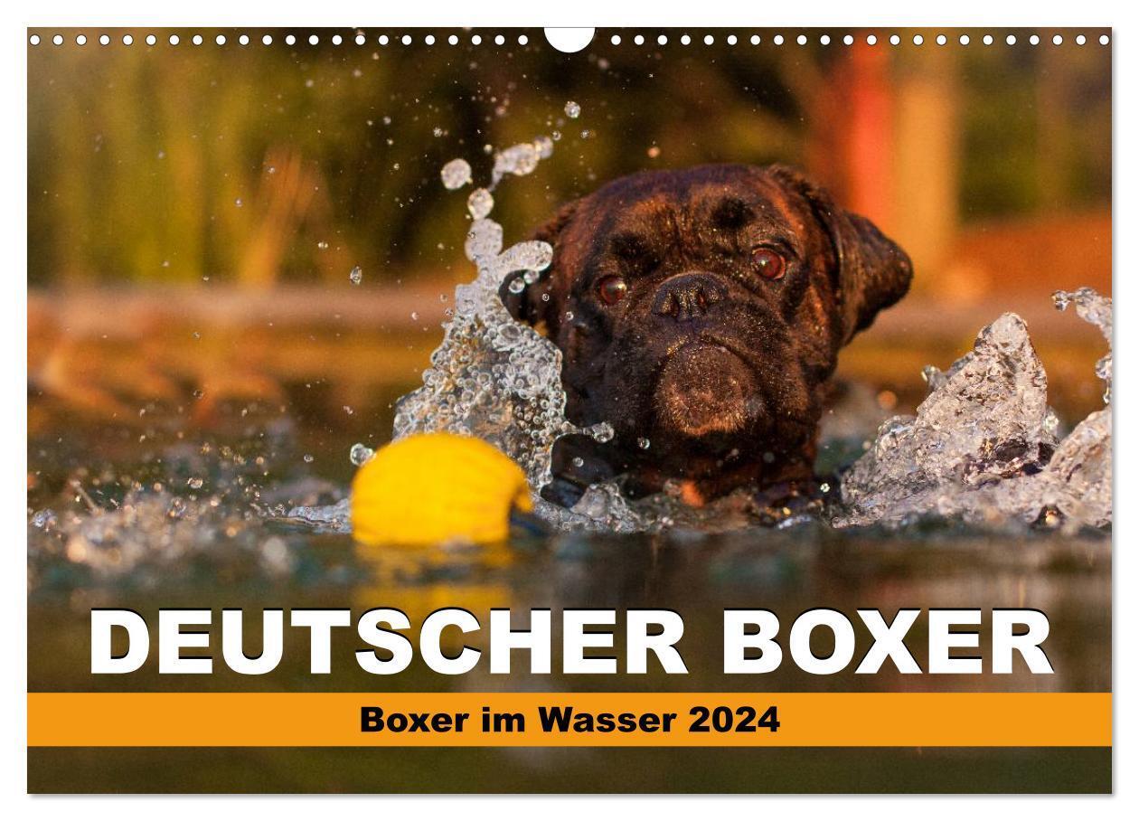 Cover: 9783675701861 | Deutscher Boxer - Boxer im Wasser 2024 (Wandkalender 2024 DIN A3...
