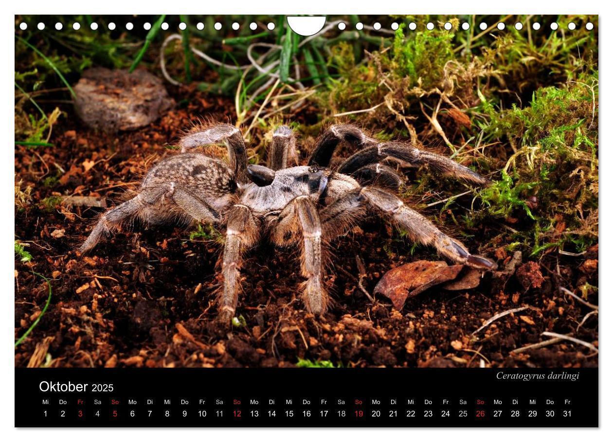 Bild: 9783435776313 | Vogelspinnen - Tarantulas (Wandkalender 2025 DIN A4 quer), CALVENDO...